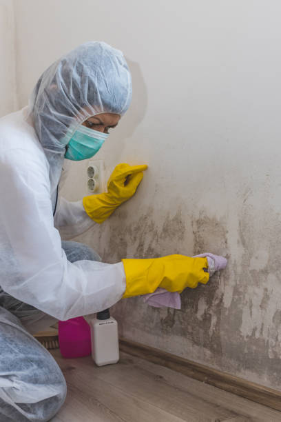 Biohazard Mold Removal in Bothell, WA